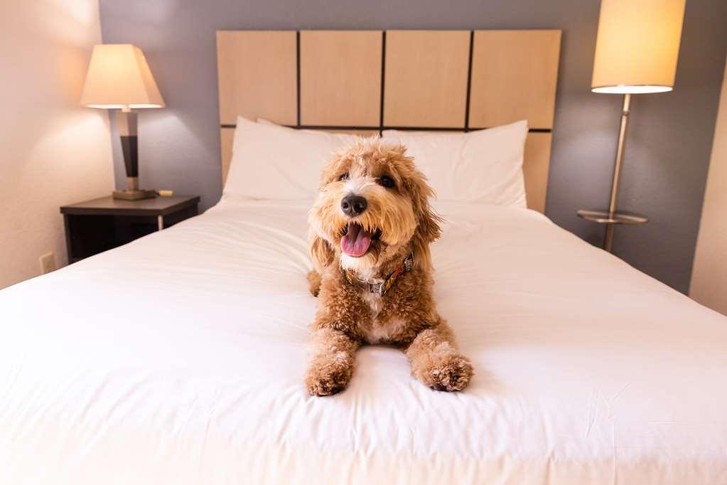 Sonesta Simply Suites Nashville Μπρέντγουντ Δωμάτιο φωτογραφία